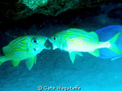 Apparently, in the hierarchical aspect of fish life, comp... by Cate Wagstaffe 
